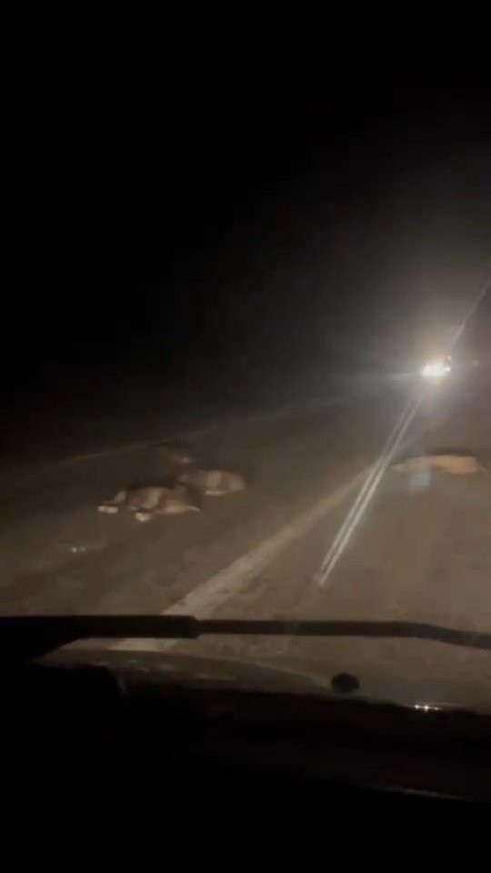 Yola Atlayan Domuz Sürüsü Telef Oldu