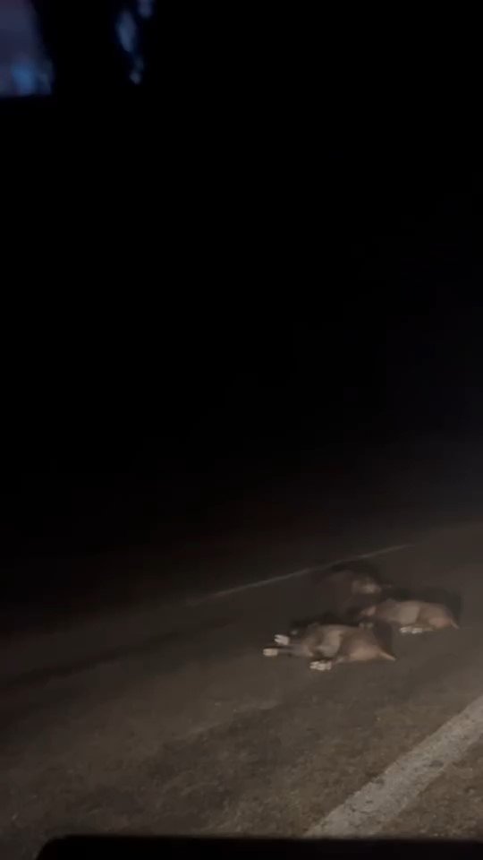Yola Atlayan Domuz Sürüsü Telef Oldu