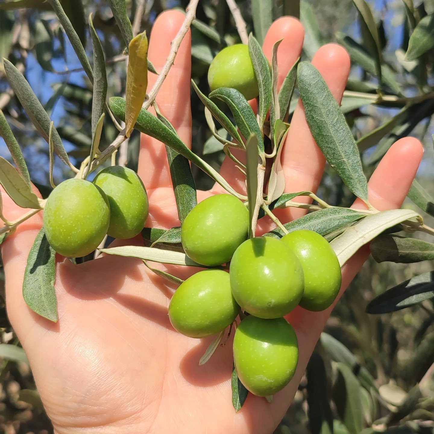bilecikte-zeytin-rekolte-calismasi1.jpg