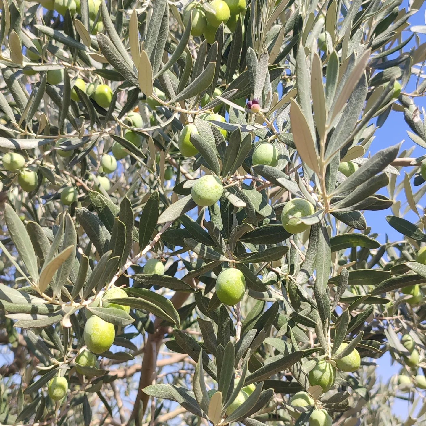 bilecikte-zeytin-rekolte-calismasi2.jpg