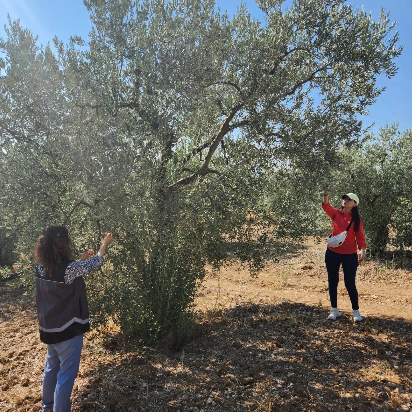 bilecikte-zeytin-rekolte-calismasi3.jpg