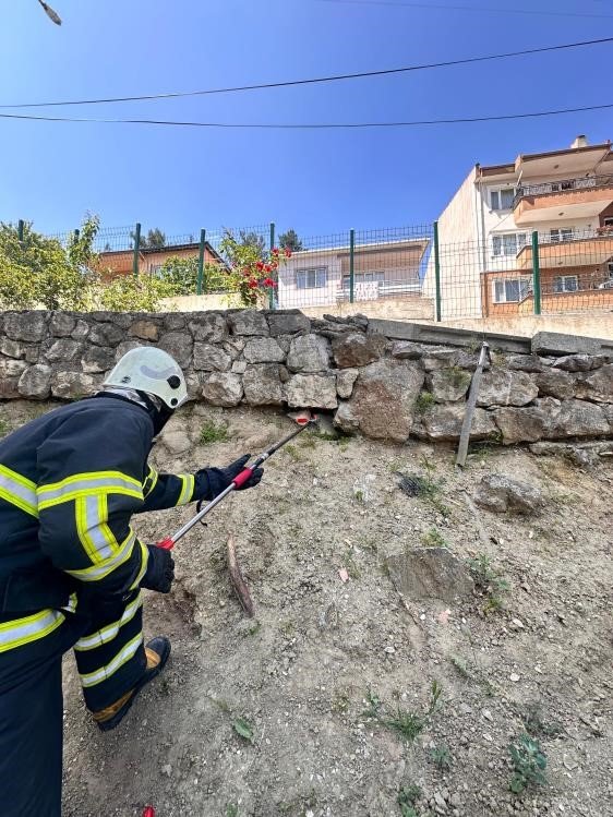 Caddede Yakalanan ’Oluklu Kertenkele’ Doğaya Salındı
