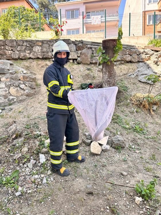 Caddede Yakalanan ’Oluklu Kertenkele’ Doğaya Salındı