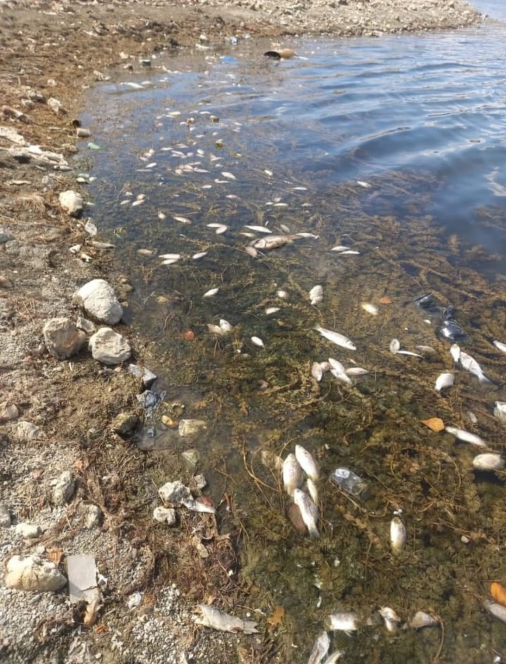 Toplu Balık Ölümleri Tedirgin Etti