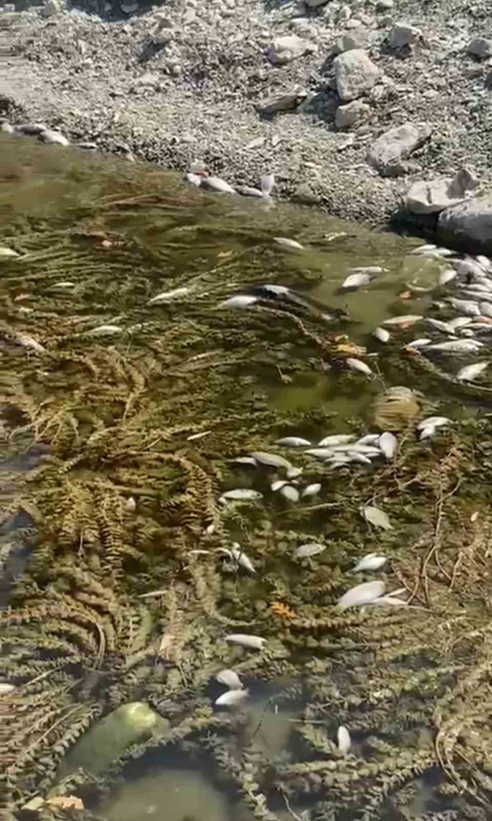 Toplu Balık Ölümleri Tedirgin Etti