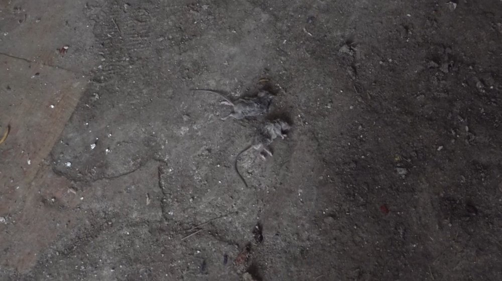 Anne Ve 2 Engelli Oğlu Bu Çöp Evde Yaşadı