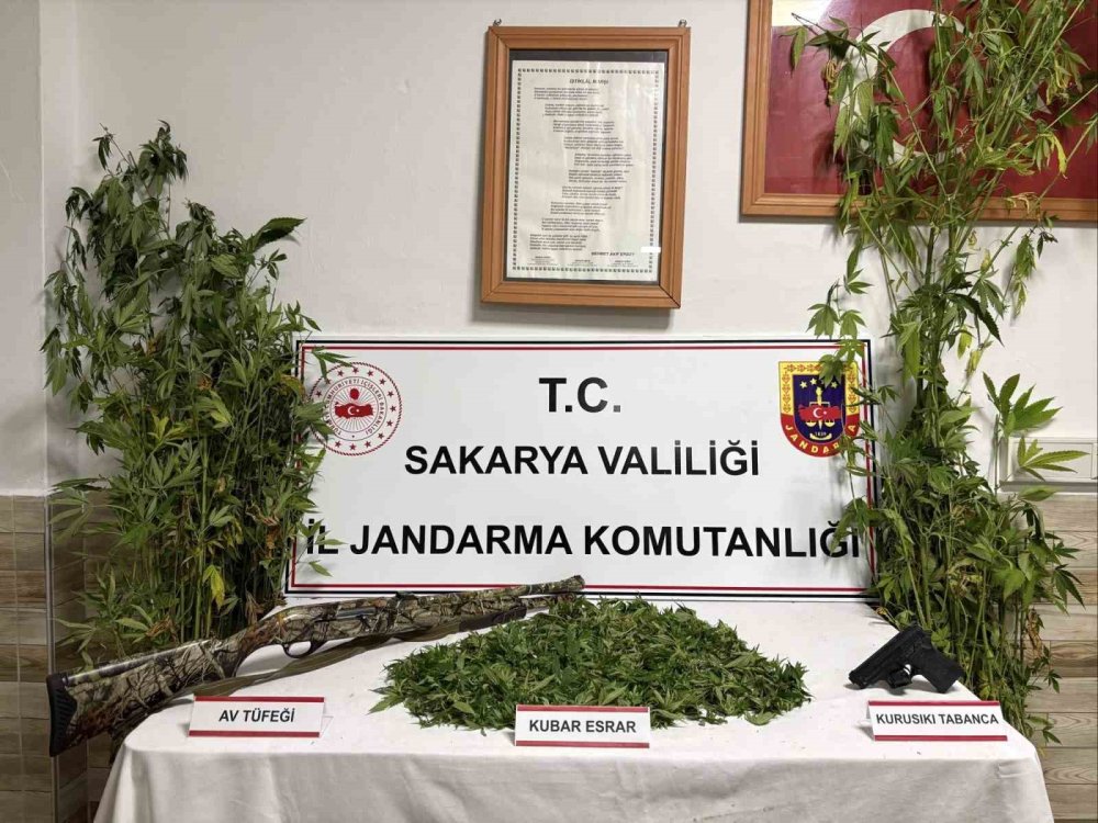 Ormanlık Araziden Kenevir Hasat Ederken Suçüstü Yakalanan Şahıs Tutuklandı
