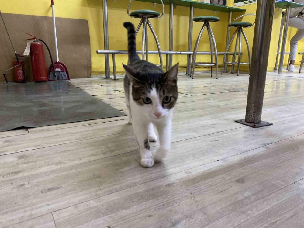 Terk Edilen Kediye İşletmeci Sahip Çıktı