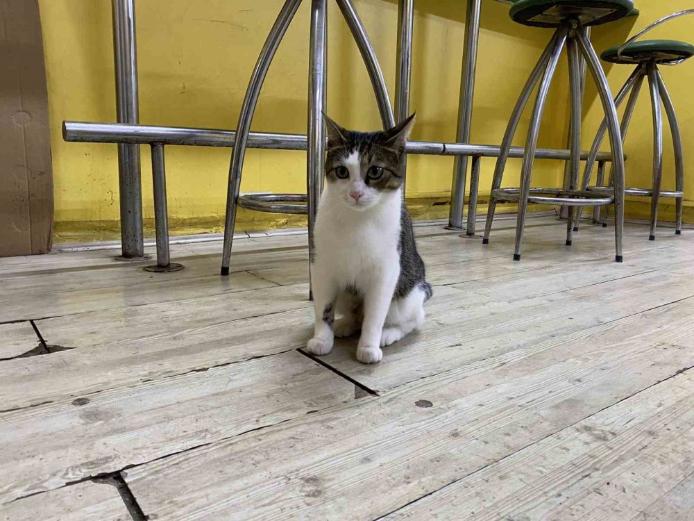 Terk Edilen Kediye İşletmeci Sahip Çıktı