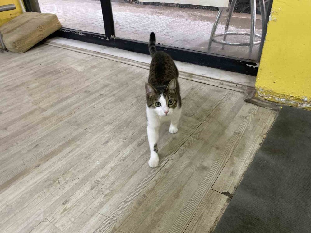 Terk Edilen Kediye İşletmeci Sahip Çıktı