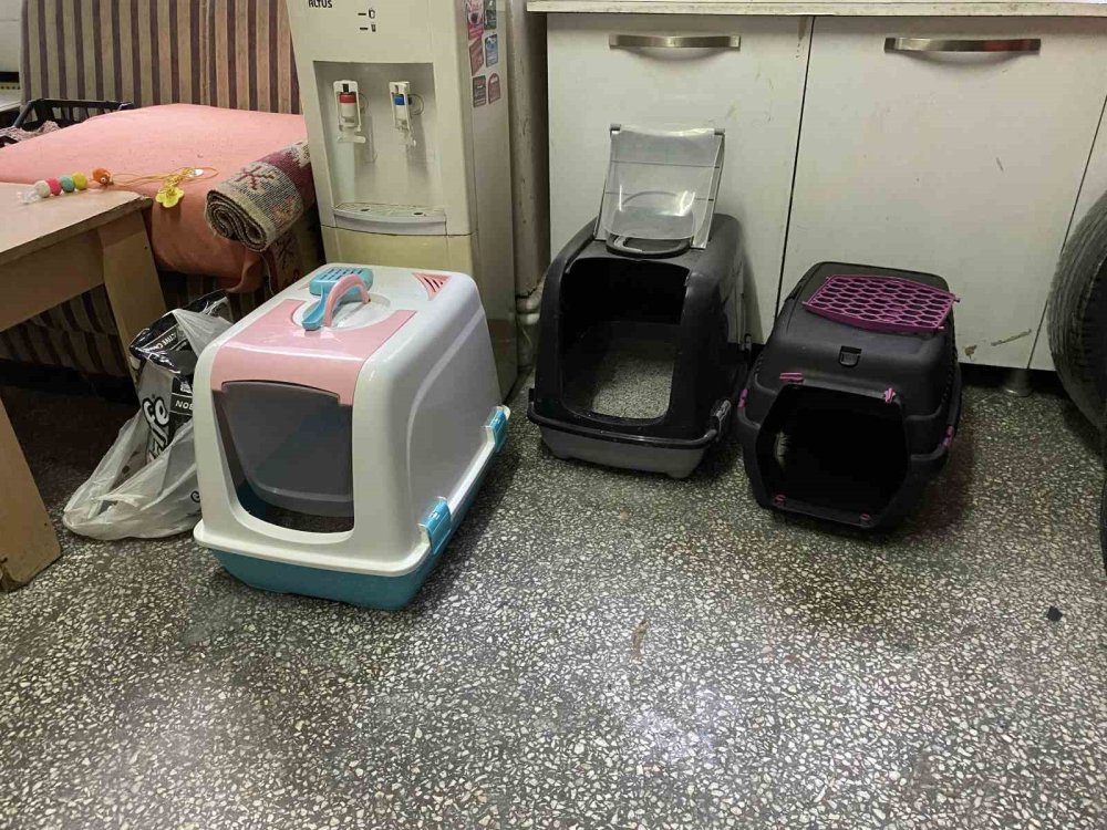 Terk Edilen Kediye İşletmeci Sahip Çıktı