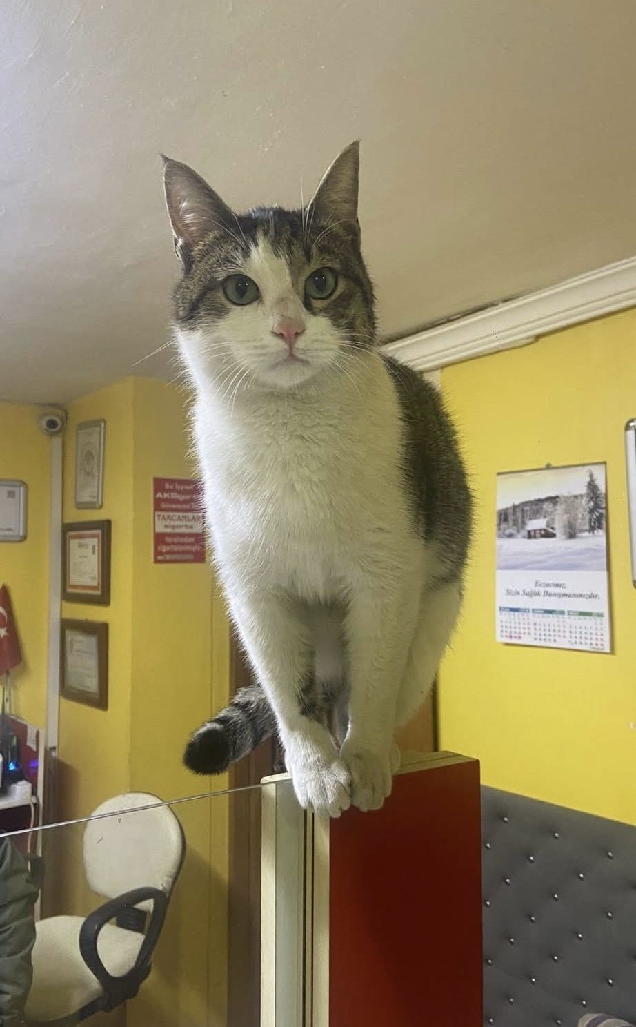 Terk Edilen Kediye İşletmeci Sahip Çıktı