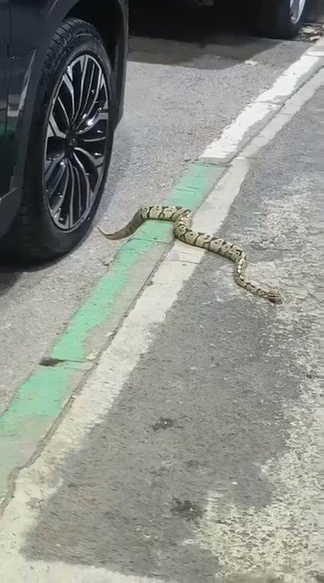 Otomobilin Jantından Yılan Çıktı