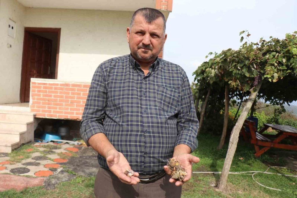 Kahverengi Kokarca Böceği Toruna Hasret Bıraktı: "Böcekler Olmasa Gelecekler Ama Korkuyorlar"
