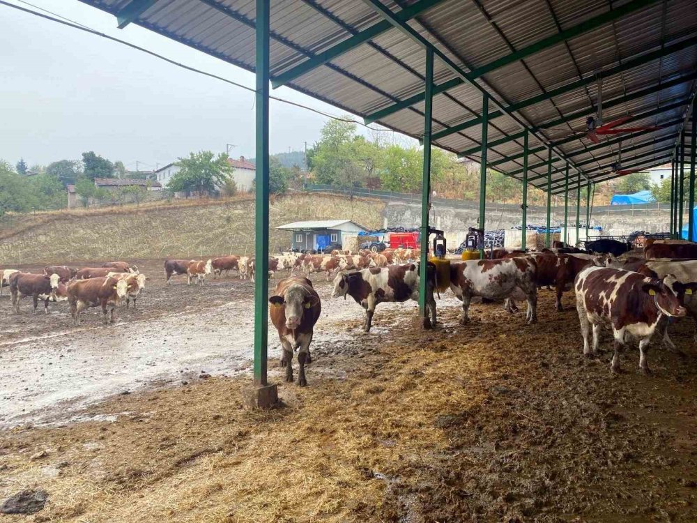 Yapay Zeka Süt Hayvancılığında Çığır Açtı