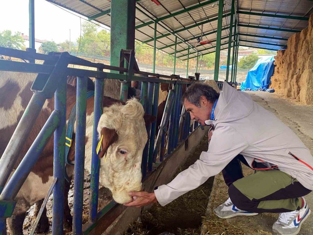 Yapay Zeka Süt Hayvancılığında Çığır Açtı