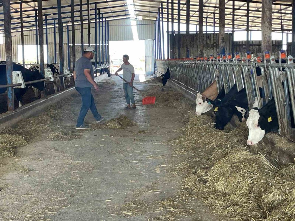 Kırmızı Et Fiyatlarının Ateşi Düştü