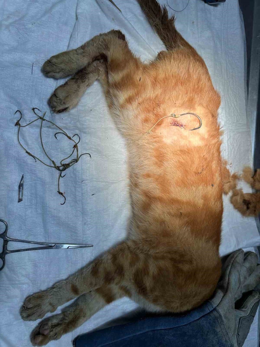 Osmaneli’nde Olta İğnesi Batmış Kedi Kurtarıldı