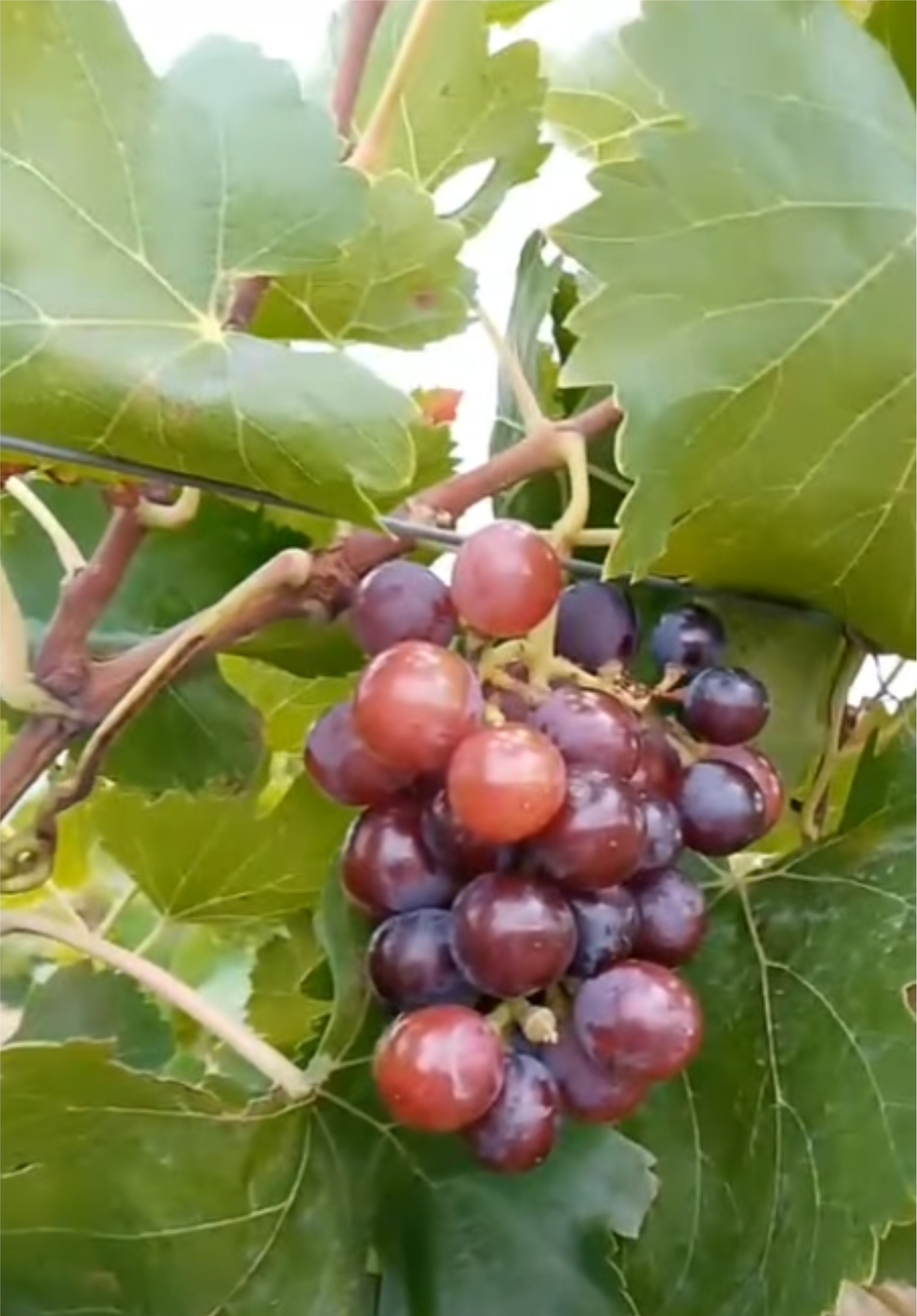 temadan-kure-icin-cagri1.jpg