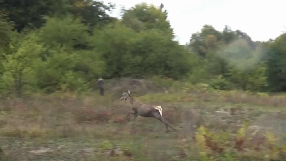 3 Kızıl Geyik, Doğal Yaşam Alanına Kavuştu