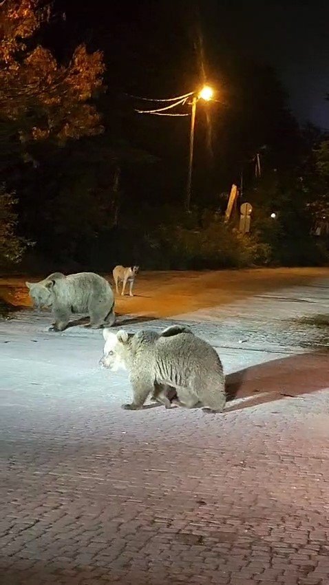 Dağcılar Ayılarla Burun Buruna Geldi