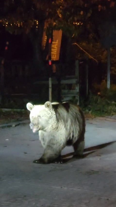 Dağcılar Ayılarla Burun Buruna Geldi