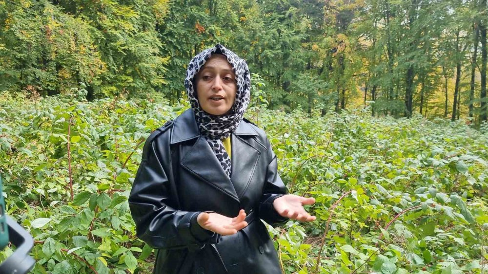 Genç Girişimcinin 2 Dönümlük Ahududu Bahçesini Ayılar Talan Etti