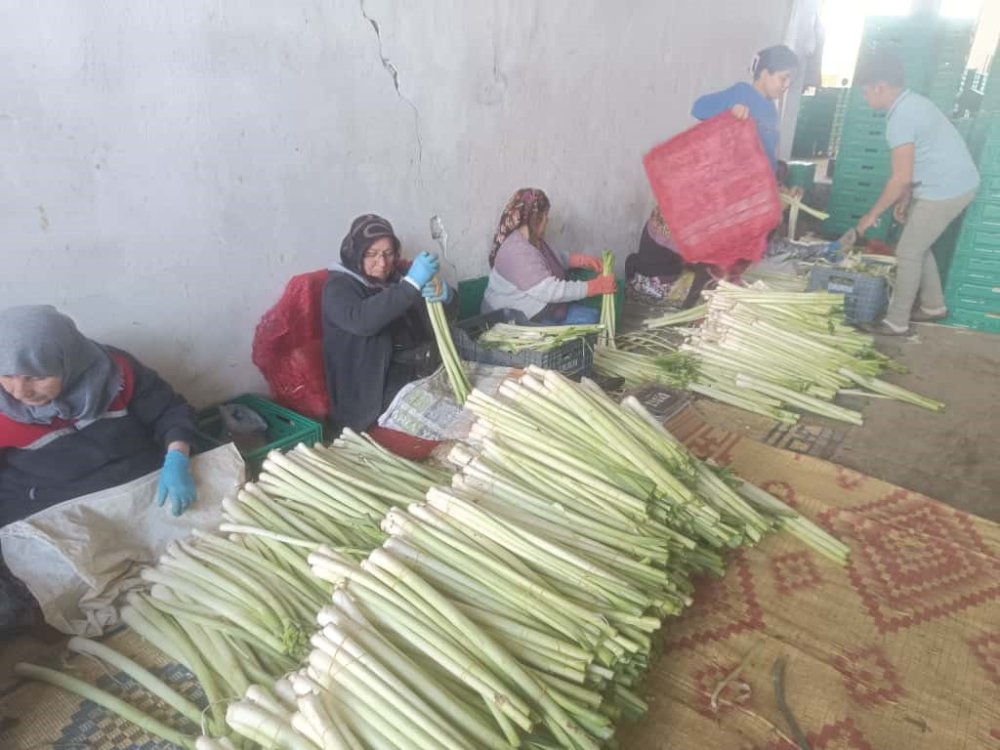 Kışlık Ürünlerde Hasat Başladı
