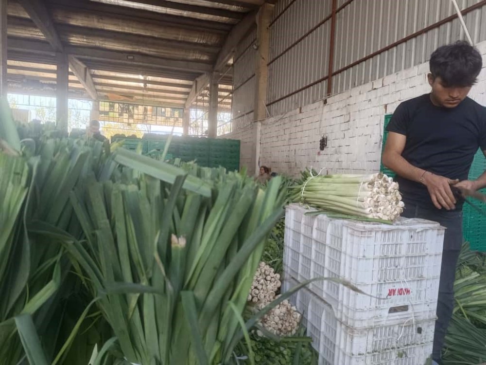 Kışlık Ürünlerde Hasat Başladı