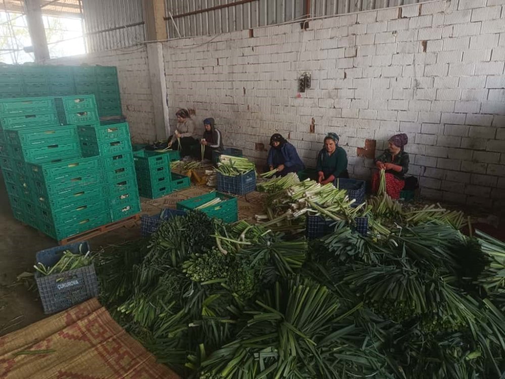 Kışlık Ürünlerde Hasat Başladı