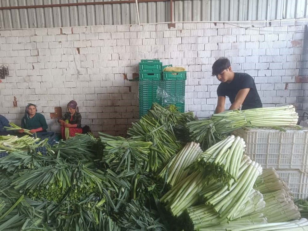 Kışlık Ürünlerde Hasat Başladı