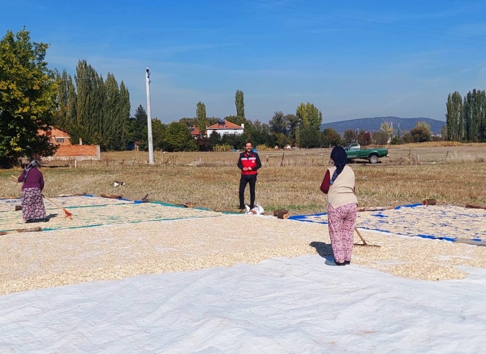 Çerezlik Kabak Hasadı Başladı