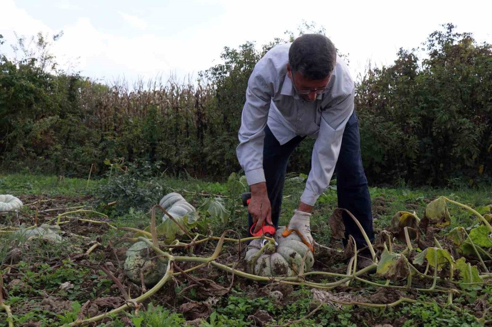 ‘Beyaz Elmas’ Tarlalarda Parlamaya Başladı