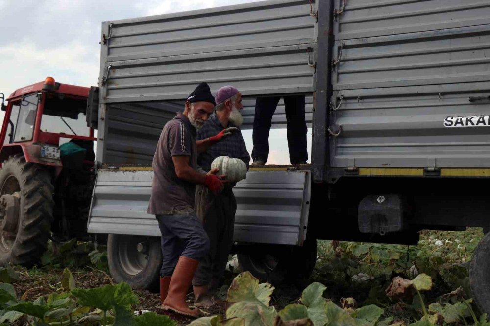 ‘Beyaz Elmas’ Tarlalarda Parlamaya Başladı