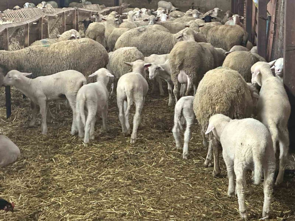 Besiciler Şapın Yol Açtığı Zararların Karşılanmasını İstedi