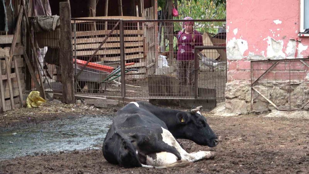 Besiciler Şapın Yol Açtığı Zararların Karşılanmasını İstedi