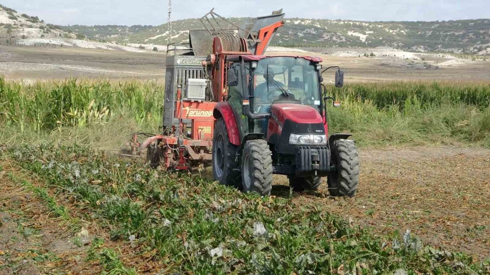 Pancar Hasadı Başladı