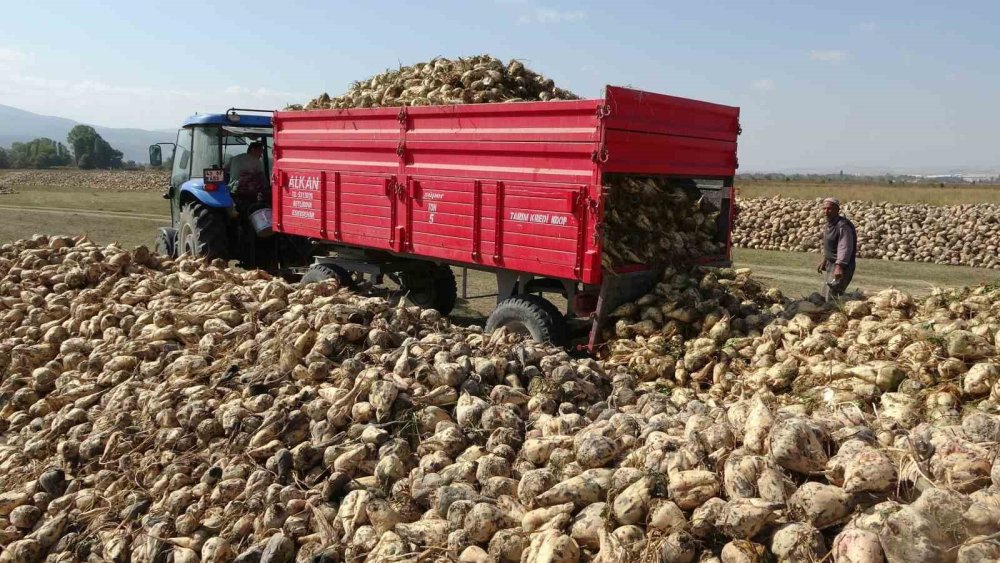 Pancar Hasadı Başladı