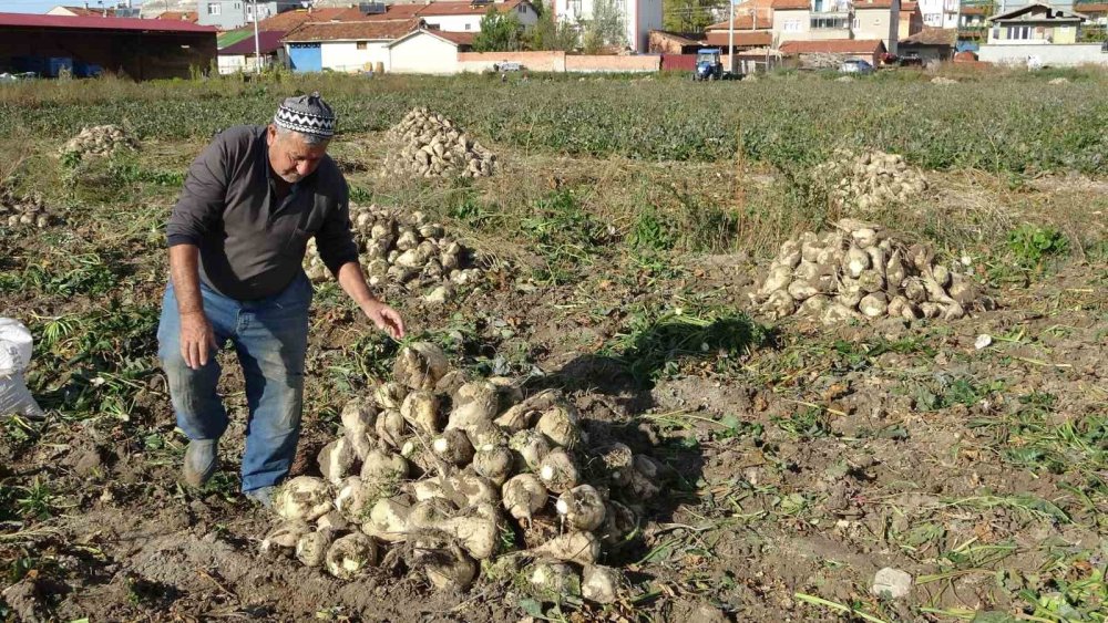 Pancar Hasadı Başladı