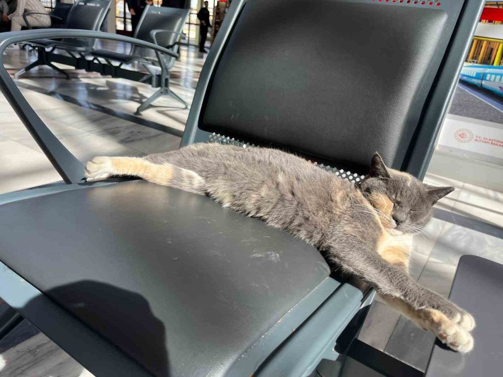 Soğuktan Kaçan Kedi, Gar Koltuğunda Güneş Keyfi Yaptı