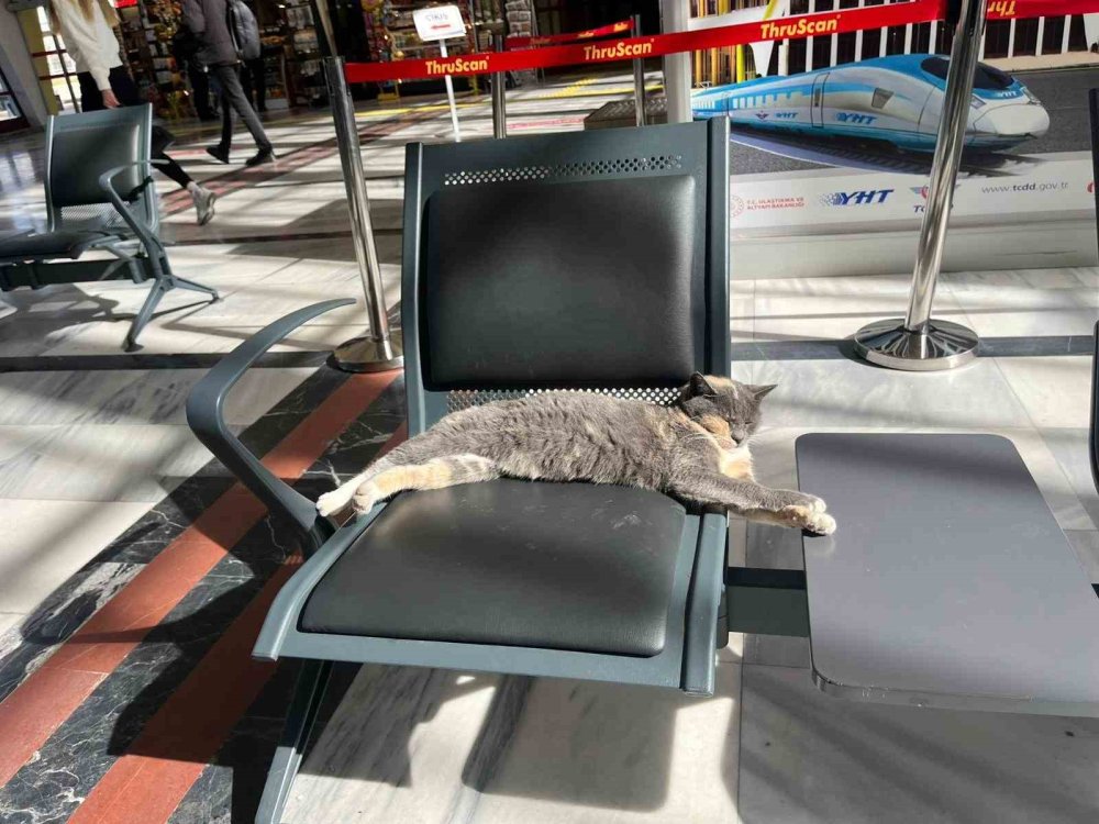 Soğuktan Kaçan Kedi, Gar Koltuğunda Güneş Keyfi Yaptı