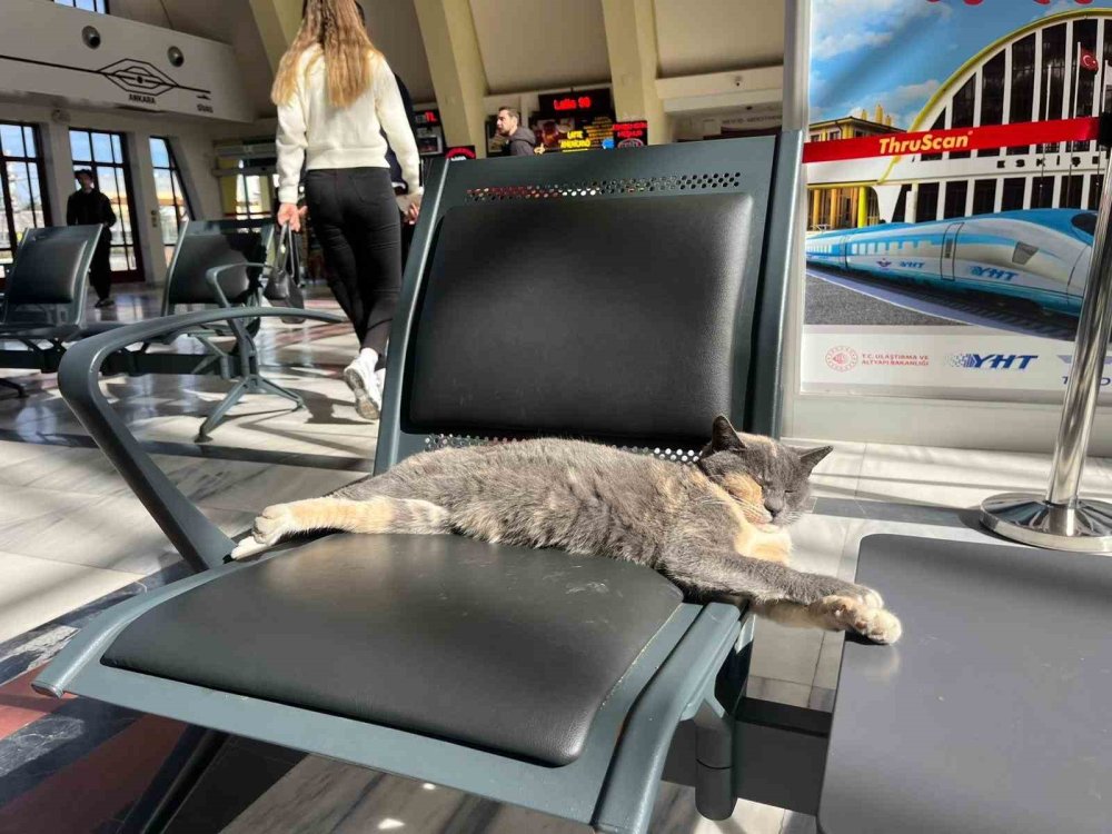 Soğuktan Kaçan Kedi, Gar Koltuğunda Güneş Keyfi Yaptı