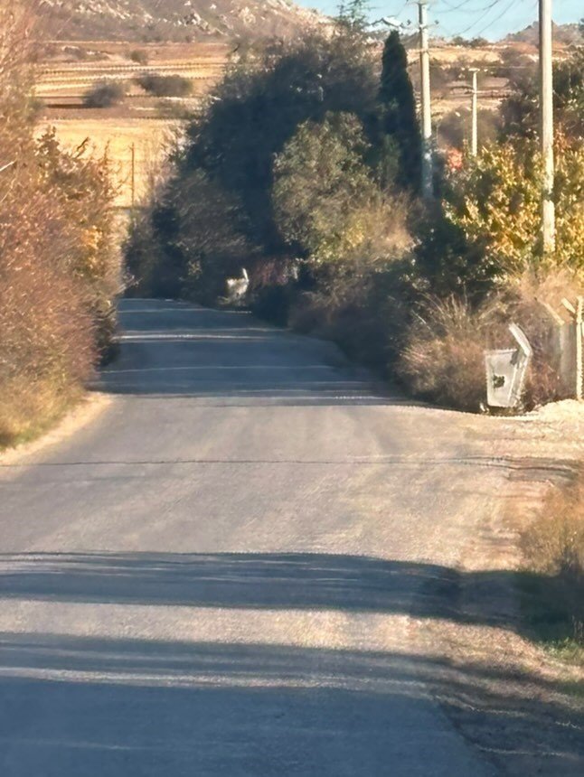 Uzayan Ağaç Dalları Sürücülere Zorluk Yaşatıyor