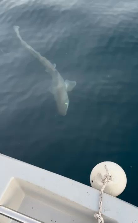 Balıkçıların Oltasına Köpek Balığı Takıldı