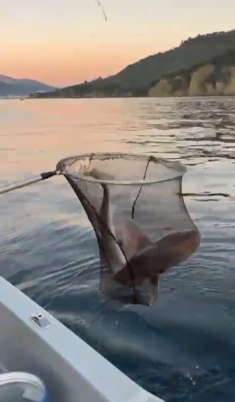 Balıkçıların Oltasına Köpek Balığı Takıldı