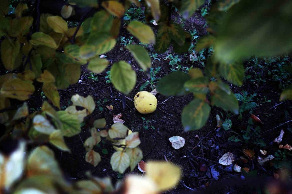 Don Vurdu: 10 Dönüm Tarladan 2 Kasa Ayva Çıktı