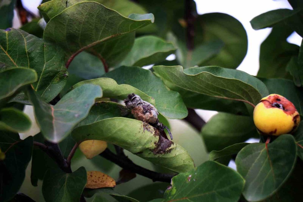 Don Vurdu: 10 Dönüm Tarladan 2 Kasa Ayva Çıktı