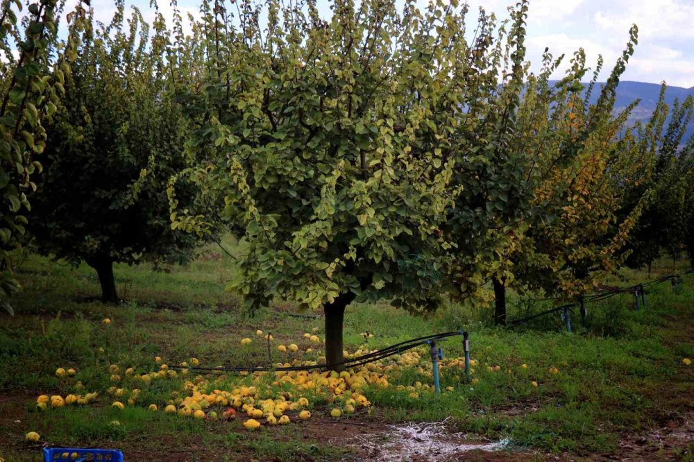 Don Vurdu: 10 Dönüm Tarladan 2 Kasa Ayva Çıktı