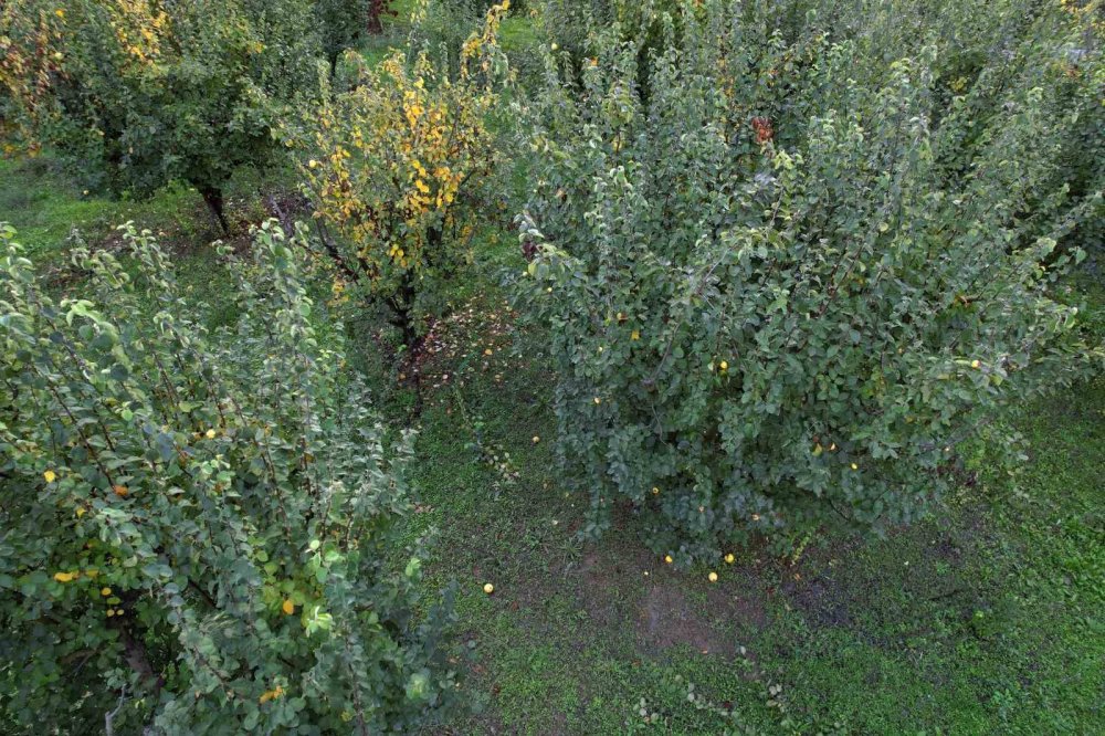 Don Vurdu: 10 Dönüm Tarladan 2 Kasa Ayva Çıktı