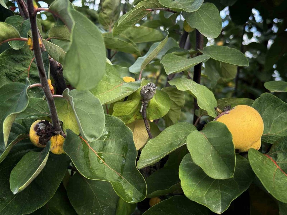 Don Vurdu: 10 Dönüm Tarladan 2 Kasa Ayva Çıktı